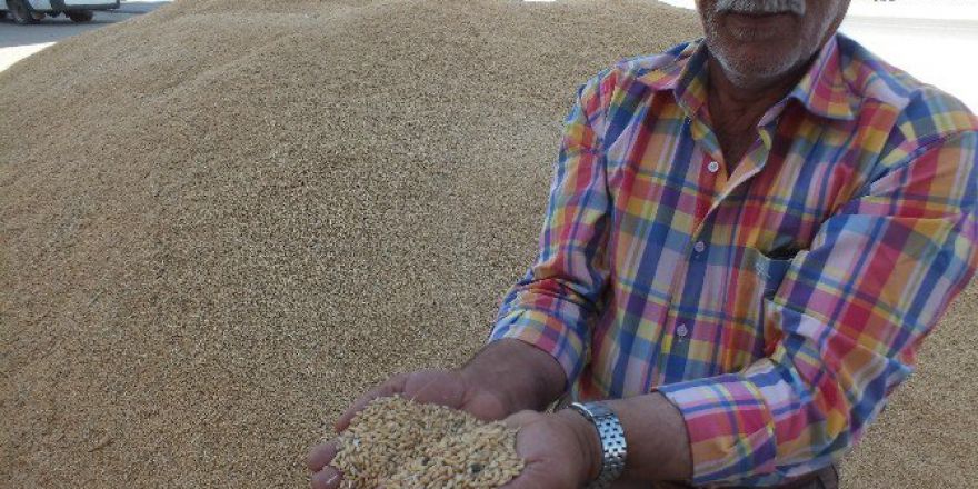 Malazgirt’te Buğday Satışı Başladı