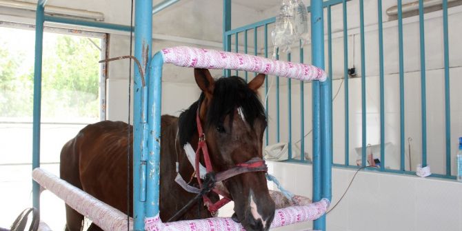 Safkan İngiliz Ve Arap Atlarıyla Panzehir Üretiliyor