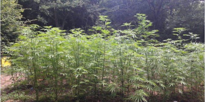 Susurluk’ta 30 Kilo Esrar Ele Geçirildi