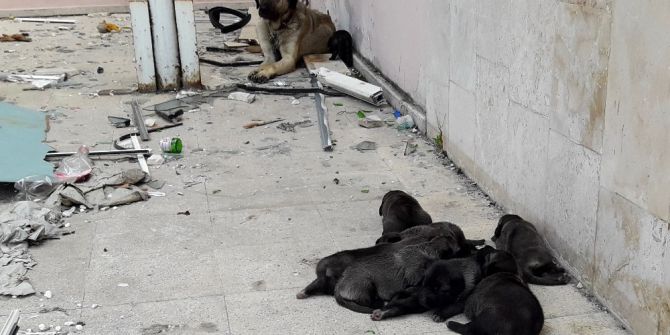 Yanan Binada Bulunan Yavru Köpekleri İtfaiye Ekipleri Kurtardı