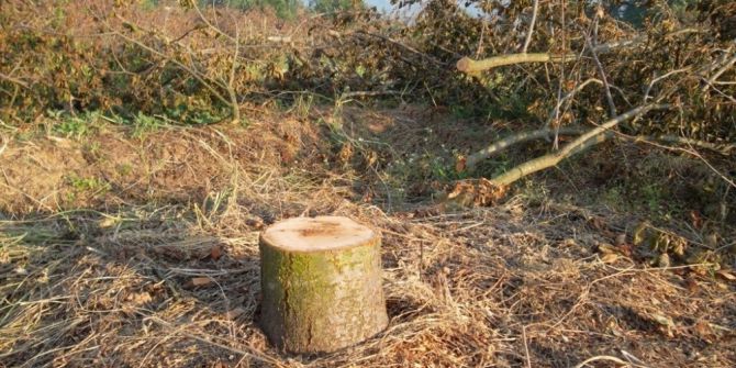 Ödemişli Erik Üreticileri Yeni Arayışa Girdi