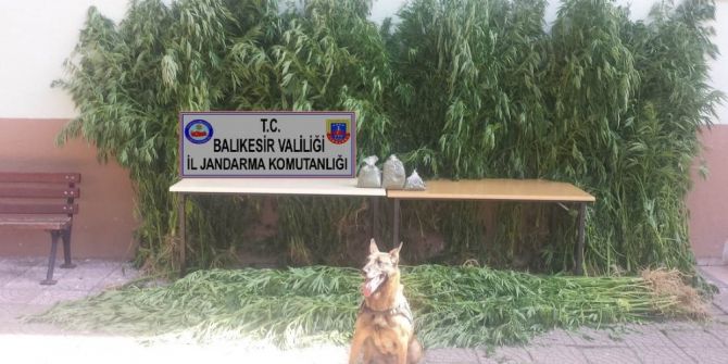 Jandarmadan Uyuşturucu Operasyonu: 1 Tutuklama