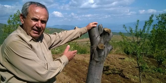 Aydın’da Kestane Ağaçları Kuruyor