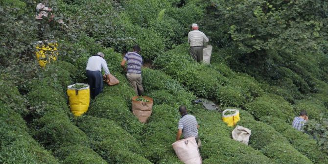 Erken Toplanan Yaş Çay Yaprakları Çayda Kaliteyi Yükseltti