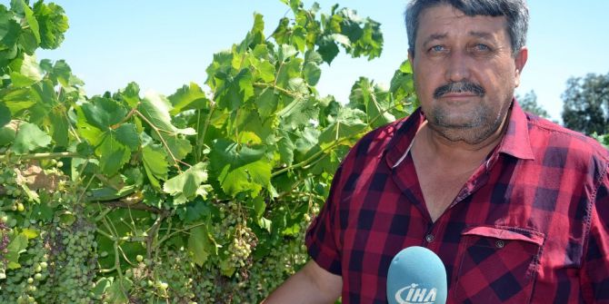 Aşırı Sıcaklar Üzüm Salkımlarını Yaktı