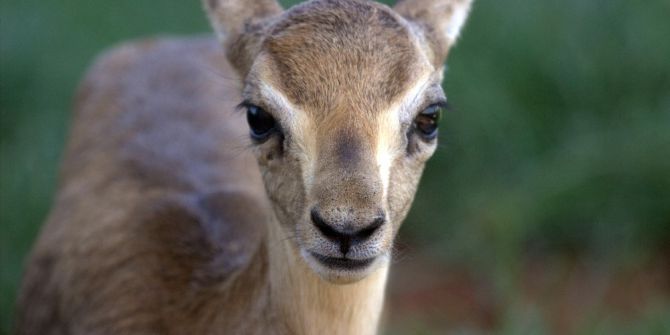 Hatay Dağ Ceylanı Üretim İstasyonu’nda Bir İlk Yaşandı