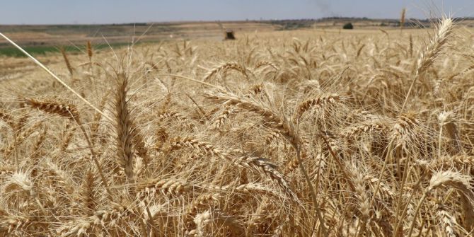 Yağış Çiftçinin Yüzünü Güldürdü Verim Yüzde 20’den Fazla Arttı
