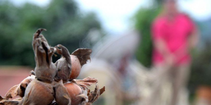Karadeniz’in Yeşil Altını ’Fındık’ Strese Girdi, Rekolte Düştü