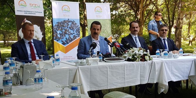 Türkiye’den Yeni Bir Adım: Yerli Tavuk Anadolu T Ve Siyah Pirinç