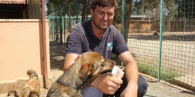 Sıcaktan Bunalan Köpekler Dondurma Ve Duşla Serinletiliyor