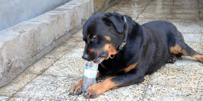 Kayıp Köpek Doby Aylar Sonra Sahibine Kavuştu