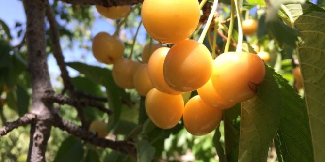 Beyaz Kiraz Üreticileri Dertli