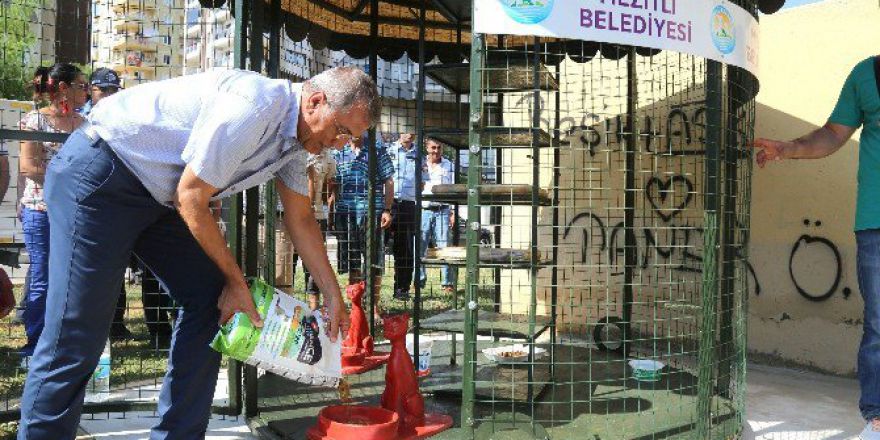 Mezitli Belediyesi ‘Kedi Evi’ Projesini Hayata Geçirdi