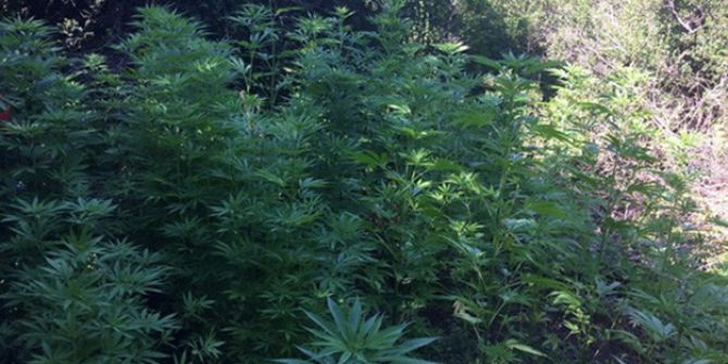 Ormanlık Alanda Hint Keneviri Bahçesi Kurmuş