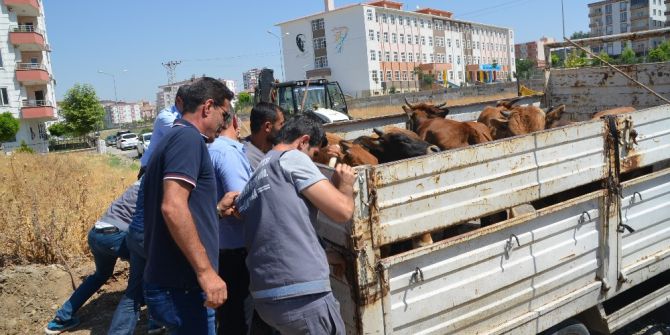 Batman’da Başıboş Hayvanlar Toplanmaya Başlandı