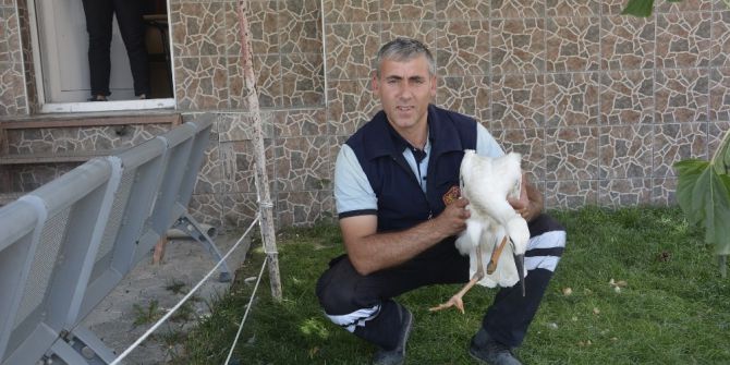 Yavru Leyleğe İtfaiye Sahip Çıktı