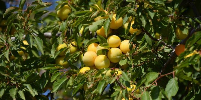 Malatya Kayısısı Avrupa’dan Vize Aldı