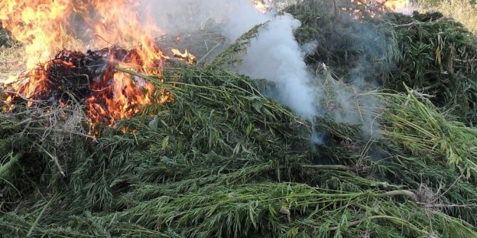 Kırklareli’nde 60 Bin Kök Hint Keneviri İmha Edildi