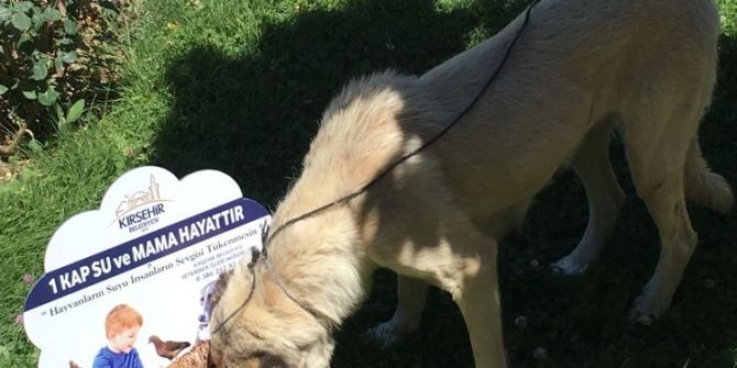 Belediye, ‘1 Kap Su Ve Mama Hayattır’ Projesini Başlattı