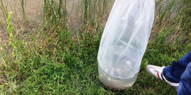 Samsun’da İç Sulara 60 Bin Sazan Yavrusu Bırakıldı