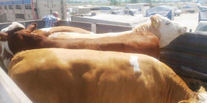 Süt Üreticileri Birliği Ortaklarına Düve Dağıttı