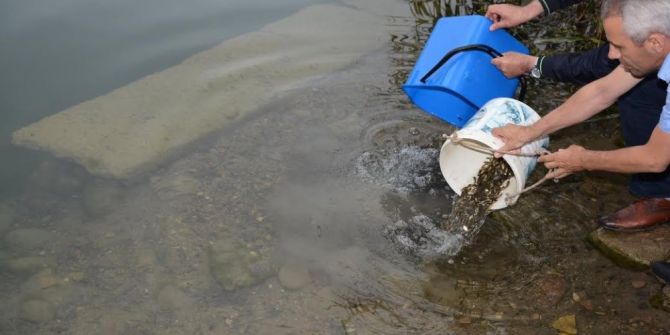 Gaga Gölü’ne 25 Bin Sazan Yavrusu Bırakıldı