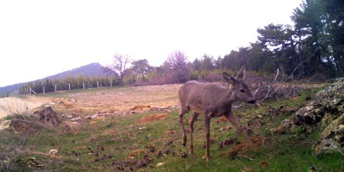 Demirci’de Yaban Hayatı Foto Kapanlarla İzleniyor