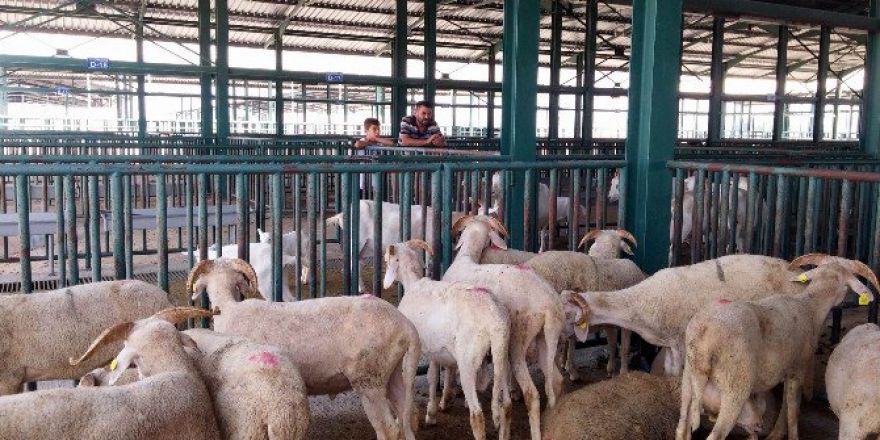 Karantina Kalktı, Hayvan Pazarı Açıldı