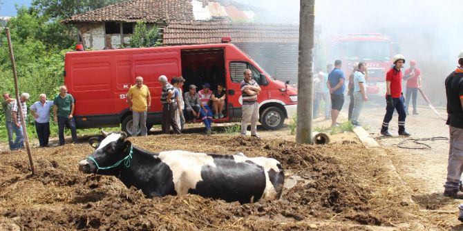 Yangından Kaçan İnek Tezek Yığınına Saplandı