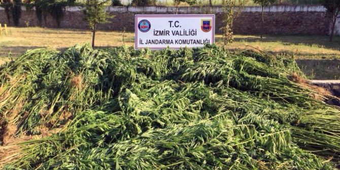 İzmir’de Hint Keneviri Operasyonu: 2 Gözaltı