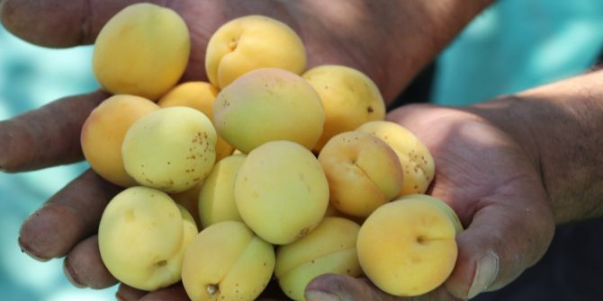 Kayısının Avrupa’dan Vize Alması Malatya’da Olumlu Karşılandı