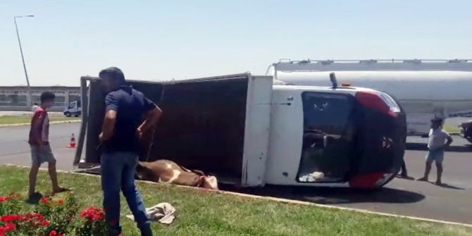 Devrilen Kamyonetteki İnekler Telef Oldu