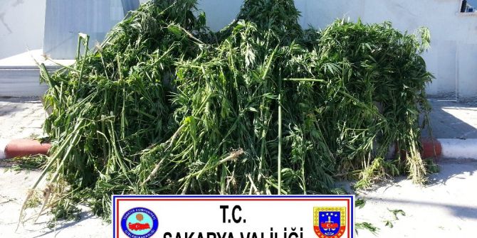 Sakarya’da Bin 400 Kök Kenevir Ele Geçirildi