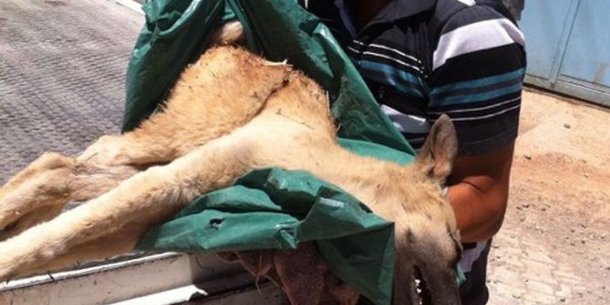 Yaralı Sokak Köpeğinin Tedavisi İçin Seferber Oldular