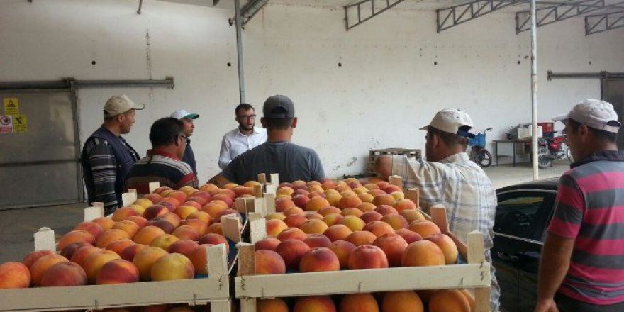 Umurbey’de Şeftali Sezonu Devam Ediyor