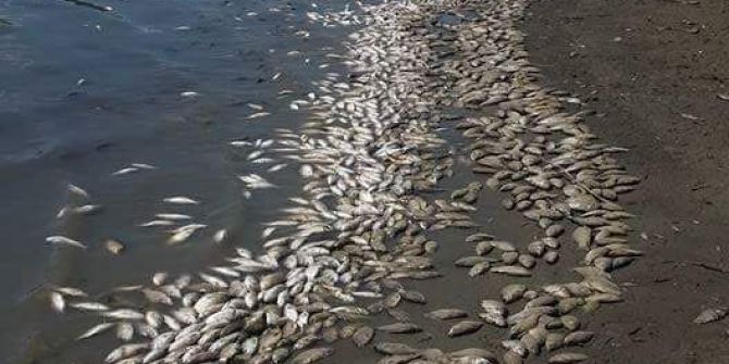 Tekirdağ’da Binlerce Ölü Balık Karaya Vurdu