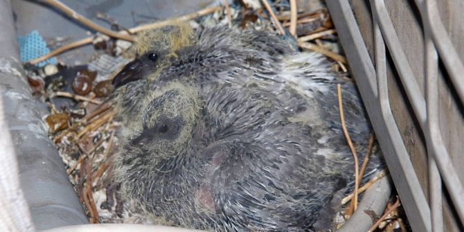 Güvercin Ve Yavruları İçin 2 Odayı Kullanıma Kapattı