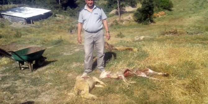 Köye İnen Kurtlar, 80 Koyunu Telef Etti