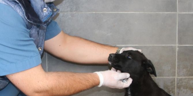 Çankaya Belediyesi 817 Sokak Hayvanını Sahiplendirdi