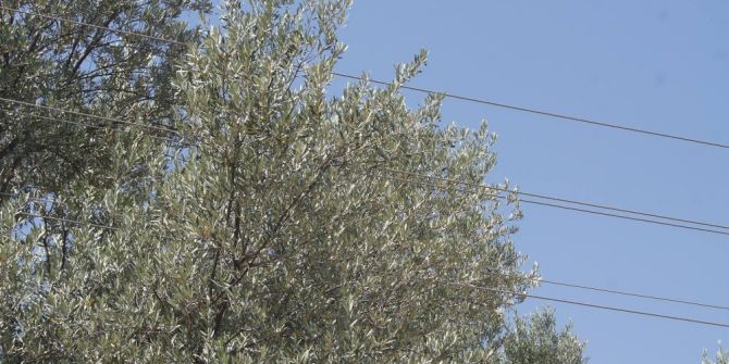 Bozdoğan’da Elektrik Tellerinin Tehlike Saçtığı İddiası