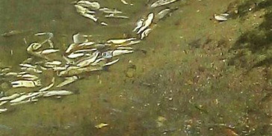 Kılıçözü Deresinde Balık Ölümleri