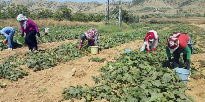 Yerli Tarım İşçisi Bulunmayınca Suriyeliler Devrede