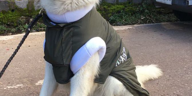 Şili’de Sevimli Polis Köpekleri, Kış Sezonu İçin Hazır