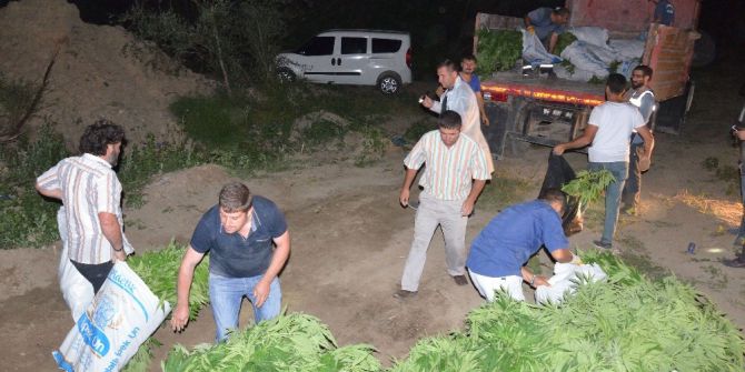 Başkent’te Son Yılların En Büyük Kenevir Operasyonu