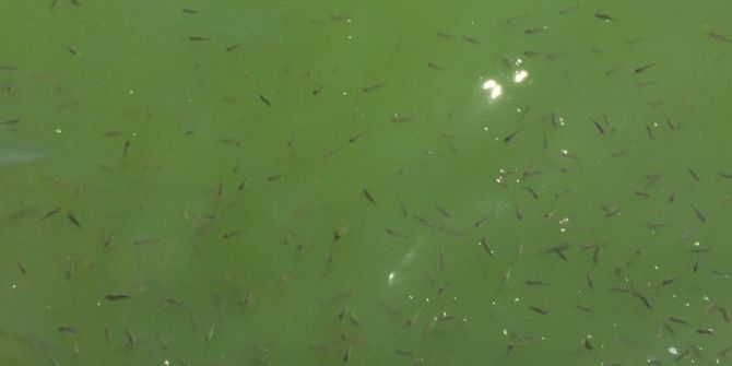 Avlu’da Balıklar Ölmüyor, Ürüyor