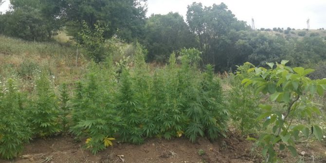 Jandarmadan Meyve Bahçesine Kenevir Operasyonu