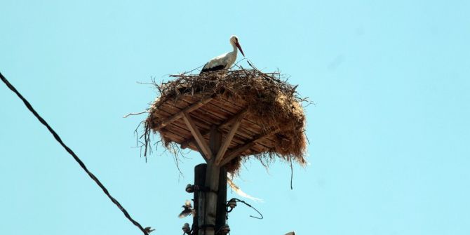 13. Uluslararası Leylek Festivali Başladı