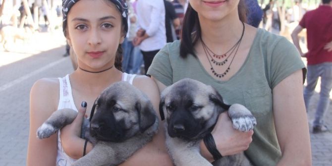 14. Kangal Festivali