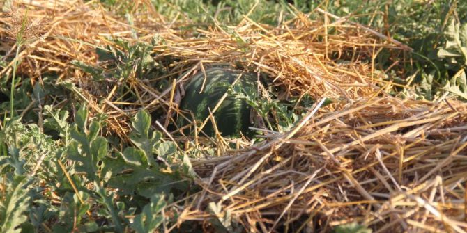 Karpuzu Üreten Değil Satan Kazandı