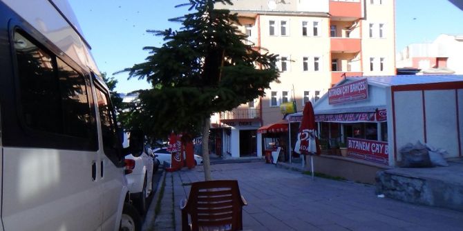 Firari Bal Arıları Şehir Merkezine İndi